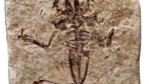 Fossil remain of a European green toad