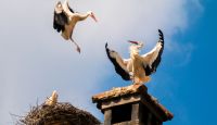 Köszöntjük a gólyákat! 